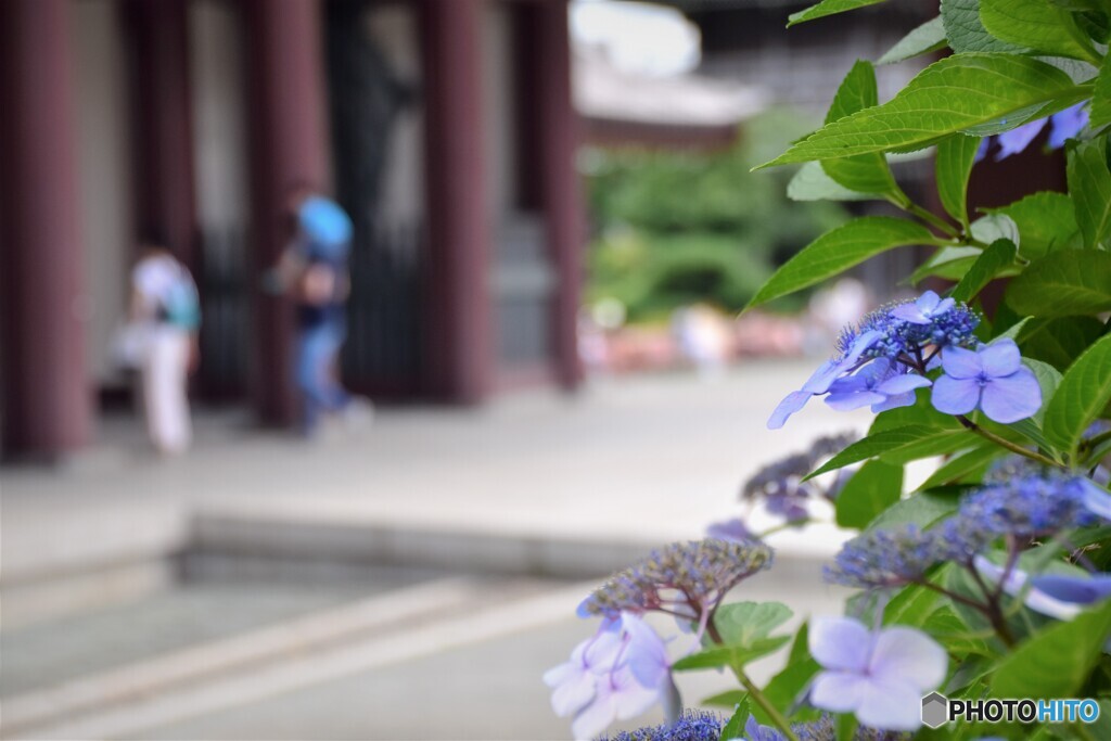 水無月の平間寺で