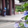 水無月の平間寺で