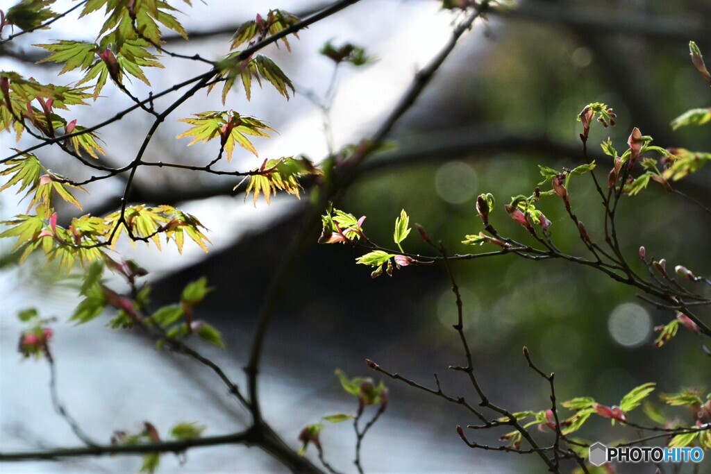 新芽