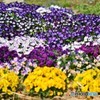 春の花