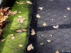 autumn