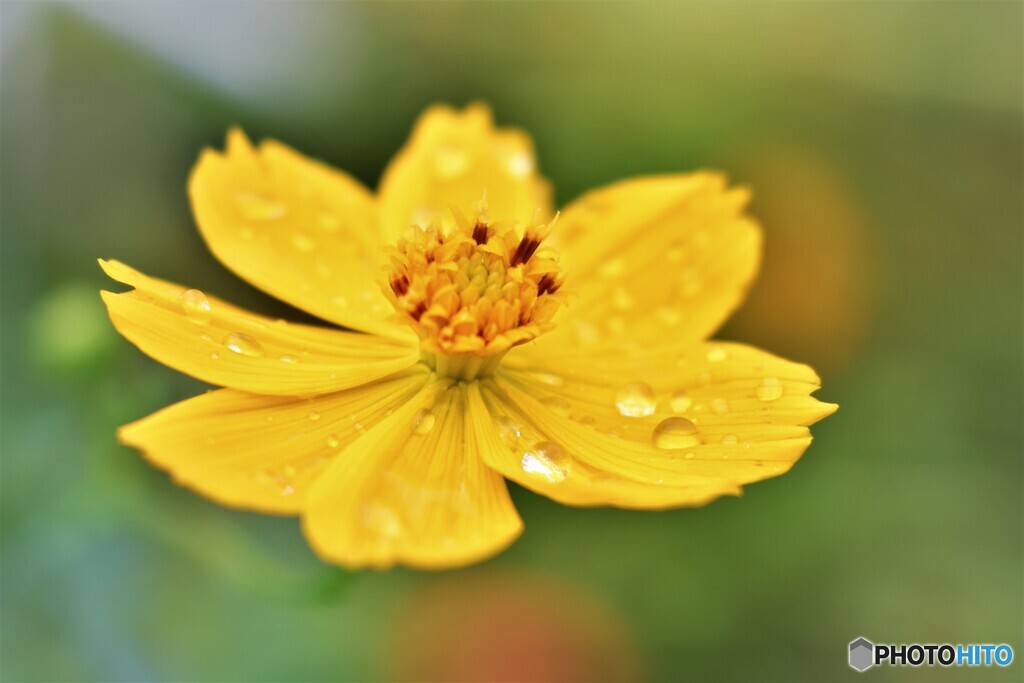 雨と花