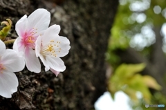 sakura‐color