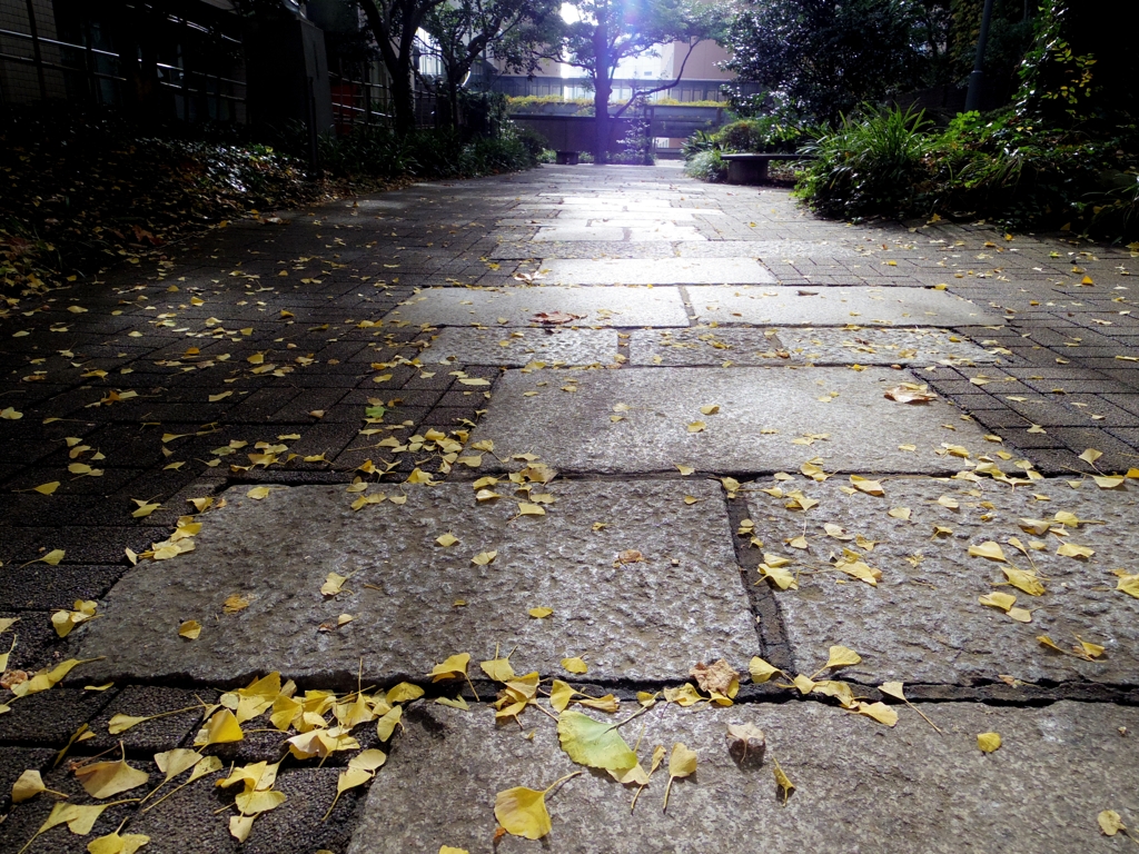 石畳道と落ち葉
