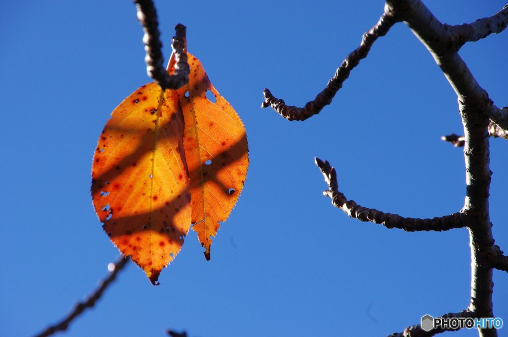  Leaf