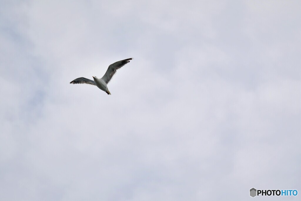 海鳥～　(^^♪　（ｒっぷろす！）