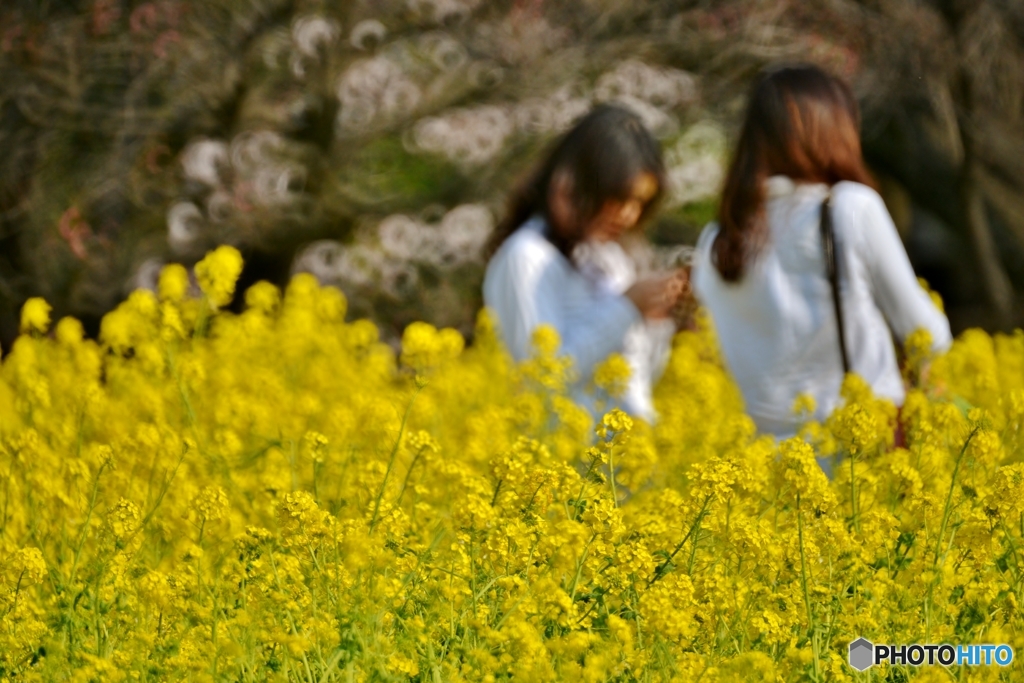 菜の花うらない