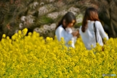 菜の花うらない