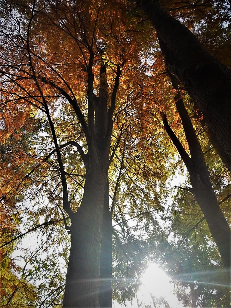 紅葉木漏れ日