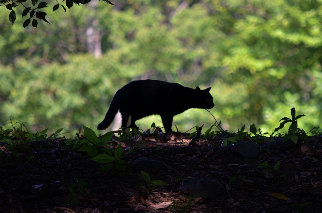 "shadow cat"