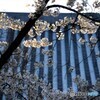 いらかの波と・桜の波ぃ～