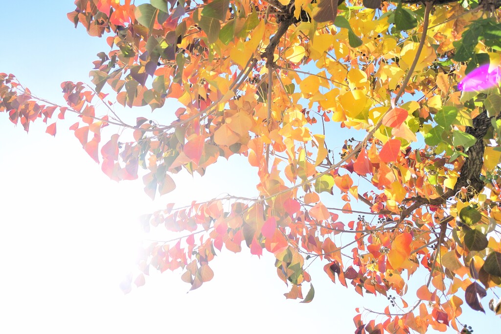 秋の逆光萌え倶楽部