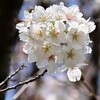 cherry blossoms bloom