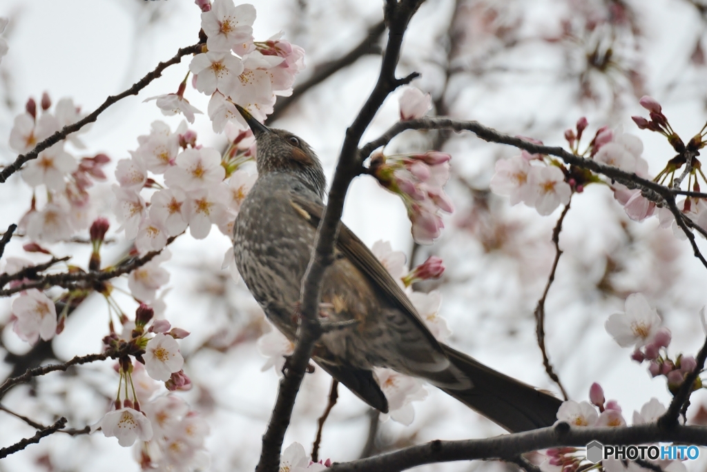 春を食する