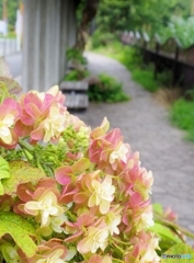 散歩道・・・椅子がありますよ～
