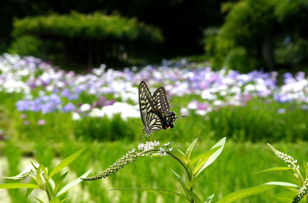 菖蒲園のてふてふ