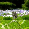 菖蒲園のてふてふ