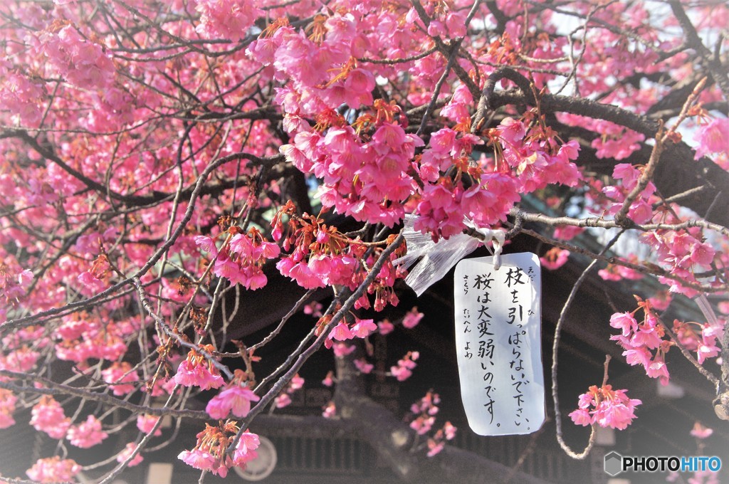 もう春！