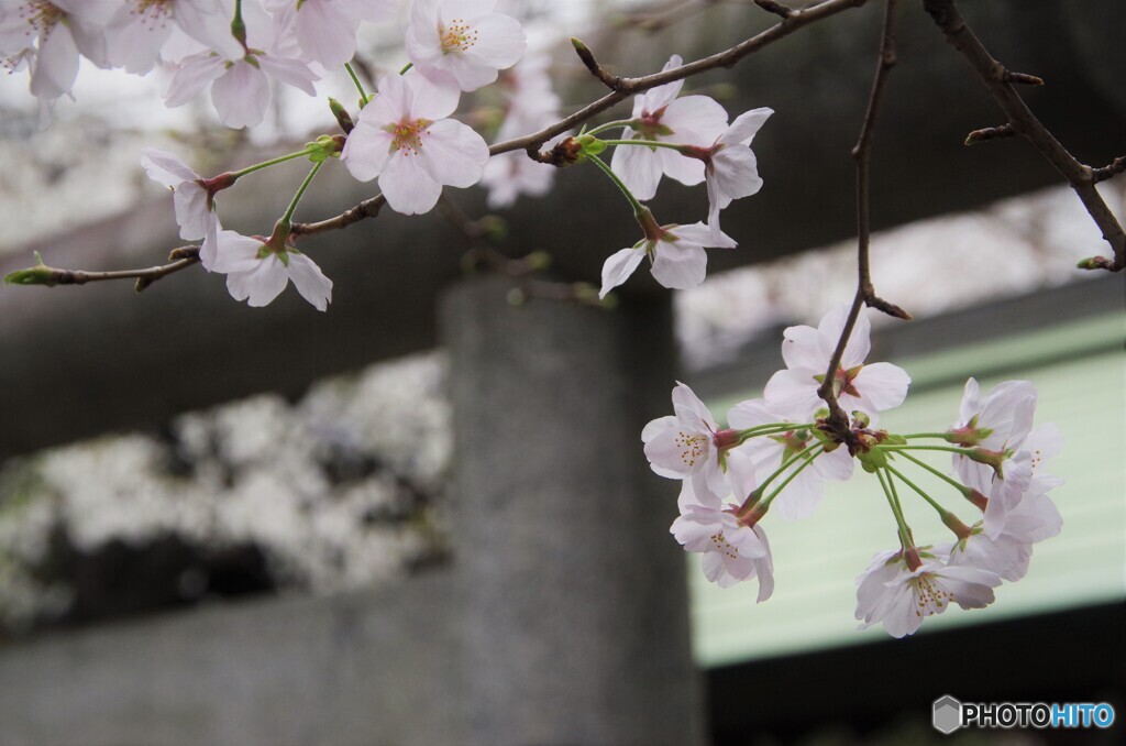 境内の桜