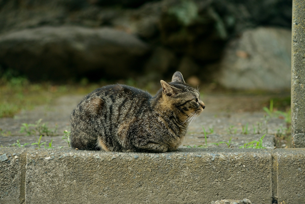 スヒィンクス