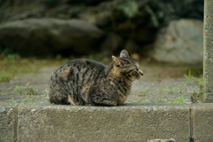 スヒィンクス