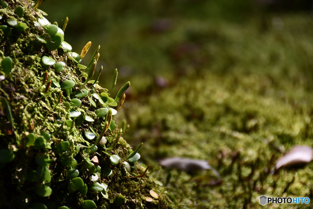 PIKMIN・・・現れず