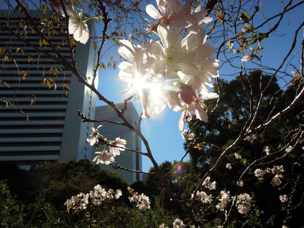 季節外れの国花