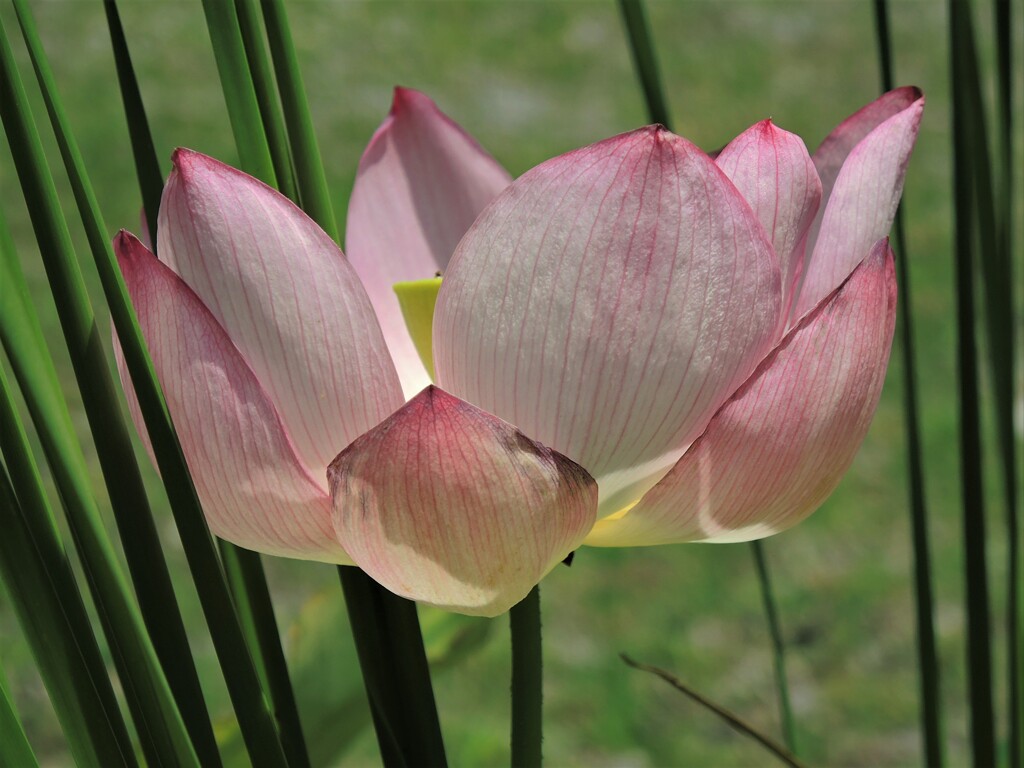 hasu