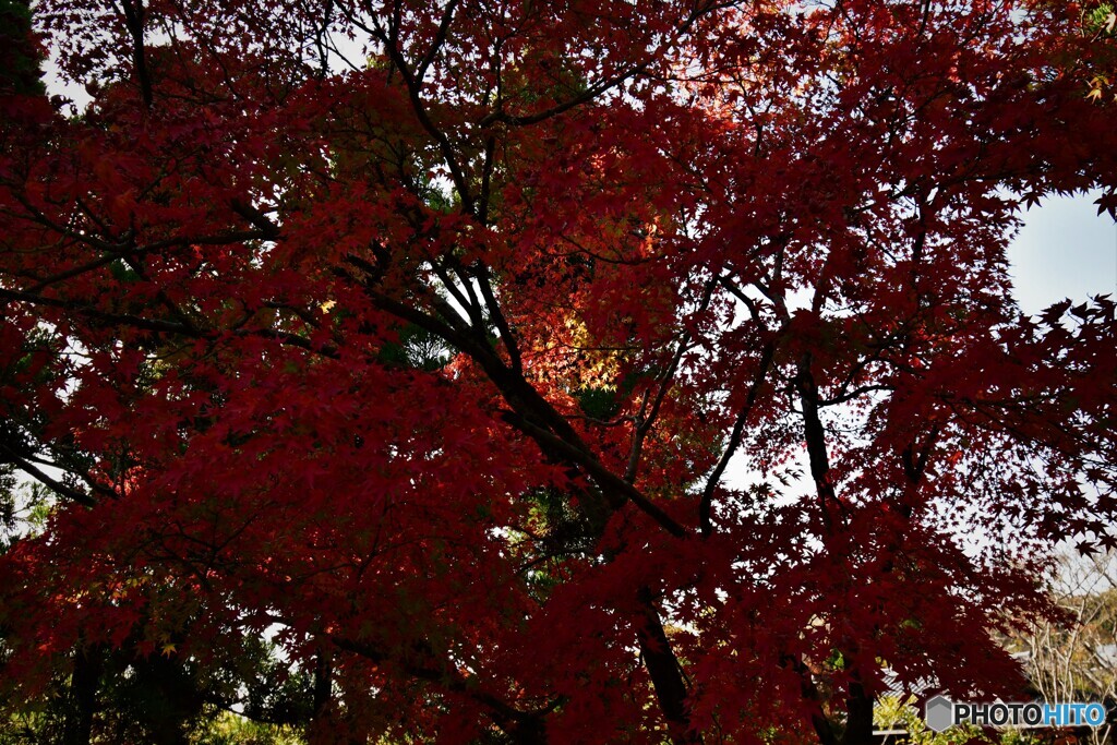 姫路の紅葉