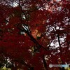 姫路の紅葉
