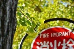 街の中の紅葉