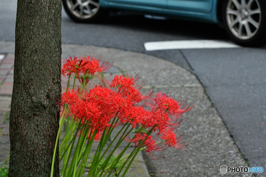 都会育ちの曼珠沙華