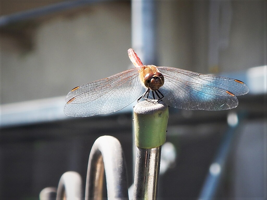 あきの使者