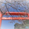 春の・・・めいどいんじゃぱん！