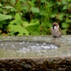 水浴び前