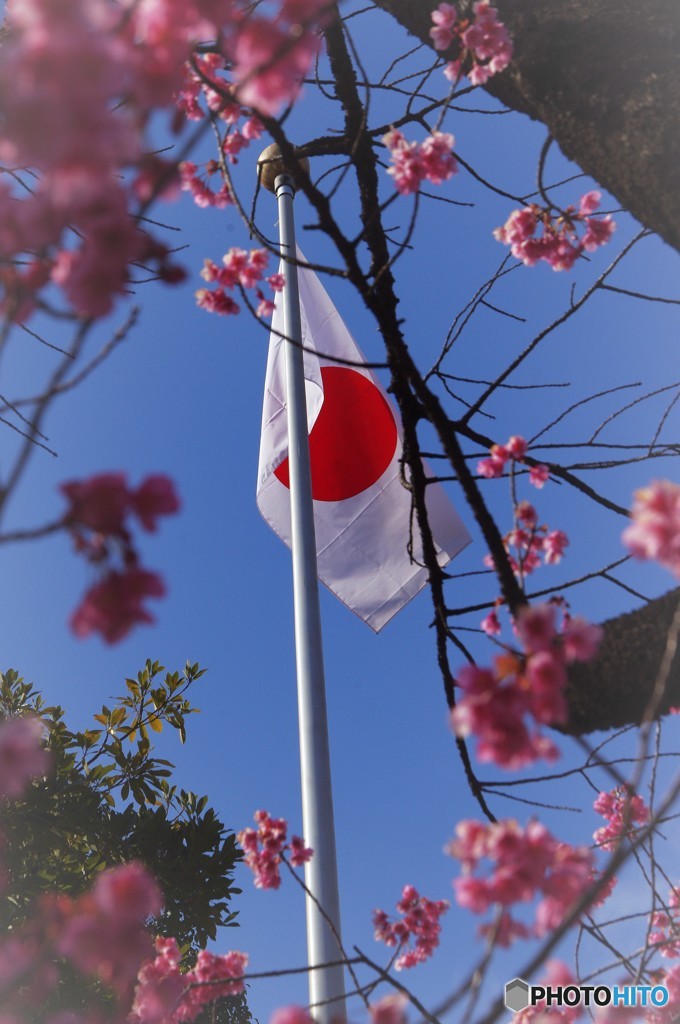 桜と日章旗