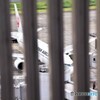 檻の中の・・・ではありません