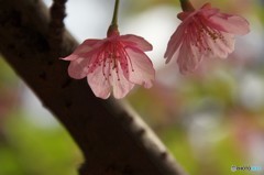 今日の桜