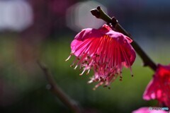 紅梅・・・^^