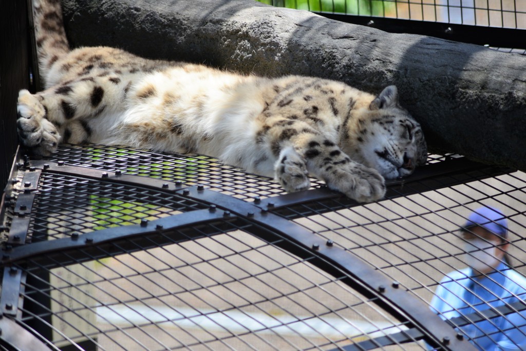 ユキヒョウ