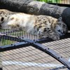 ユキヒョウ