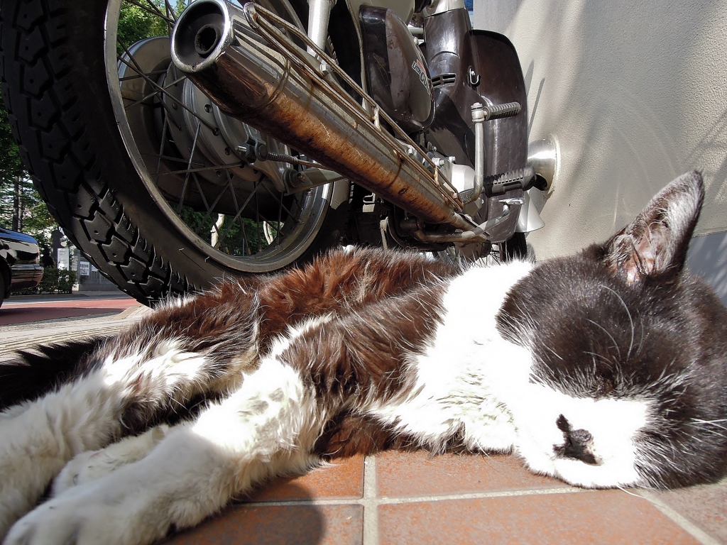 オートバイのマフラーと日向ぼっこ