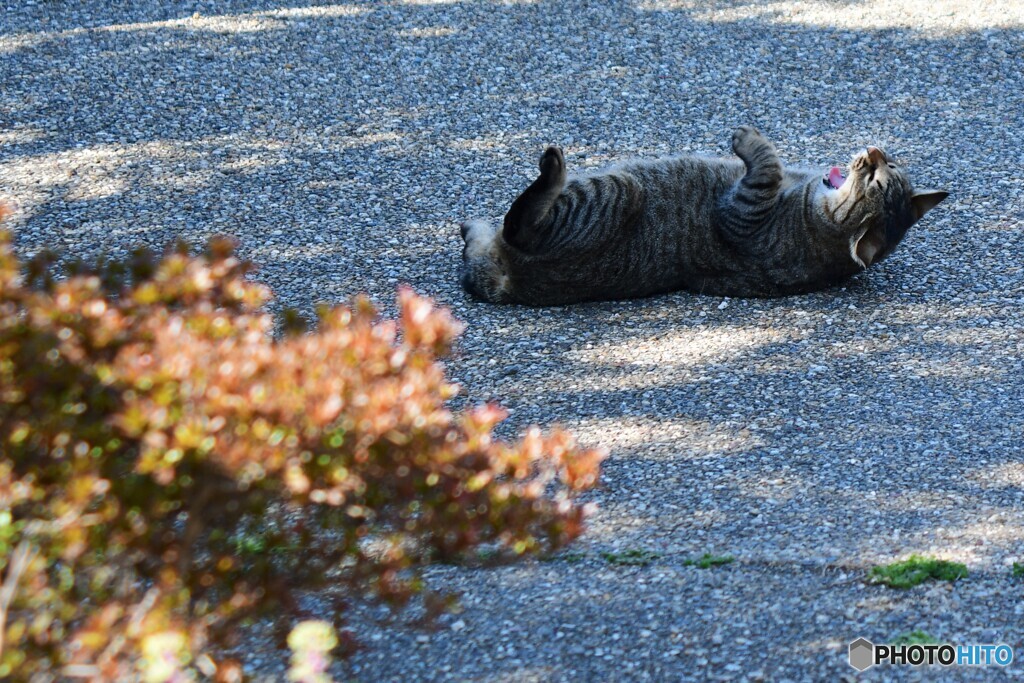 のらねこ