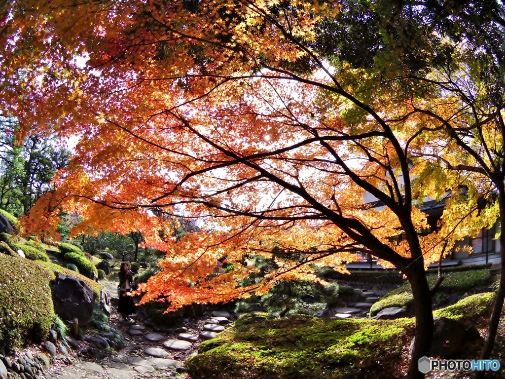紅葉