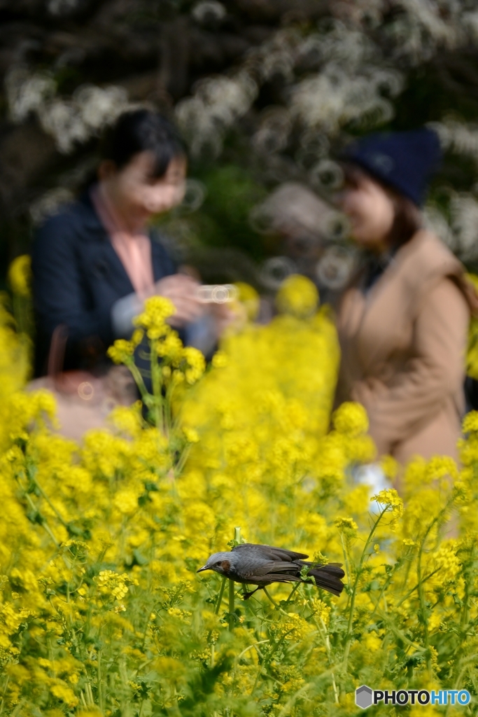菜の花の微笑み