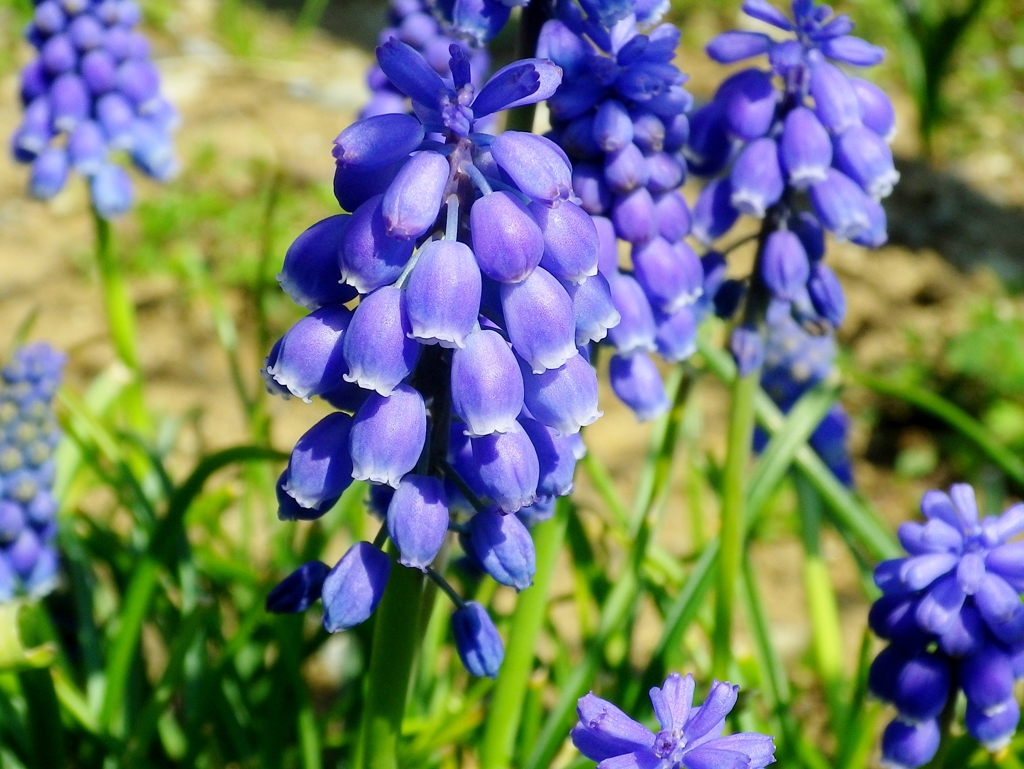 蒼く
