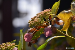 頑張っている紫陽花