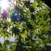 初夏の・・・