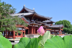 蓮