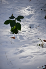 雪